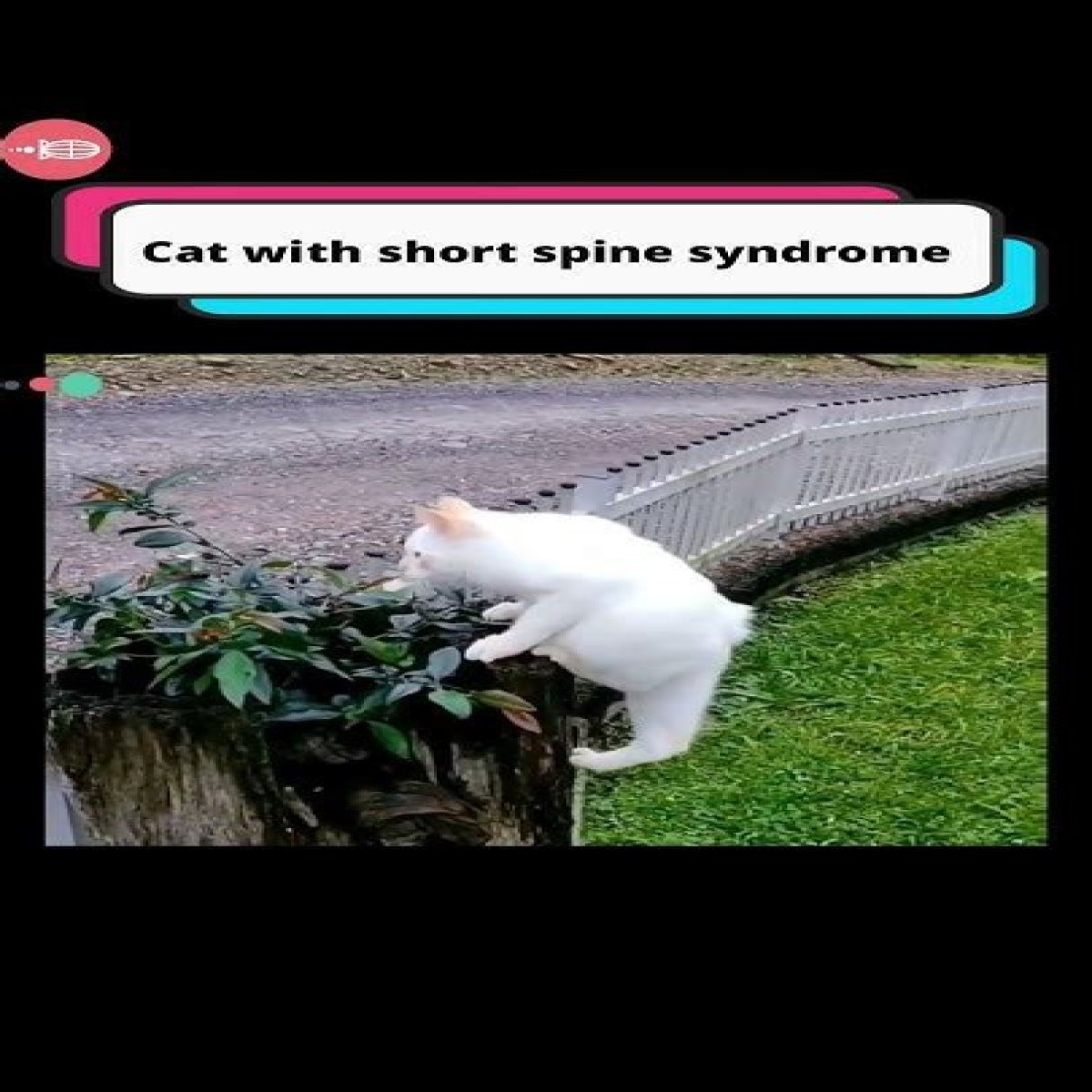 HTML
